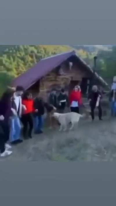 Laz_k&ouml;pek_halay_&ccedil;ekiyor