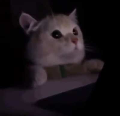 Stunning Cat