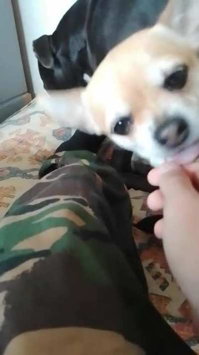 dog