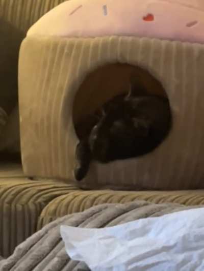 princess cleaning her beans in her cupcake