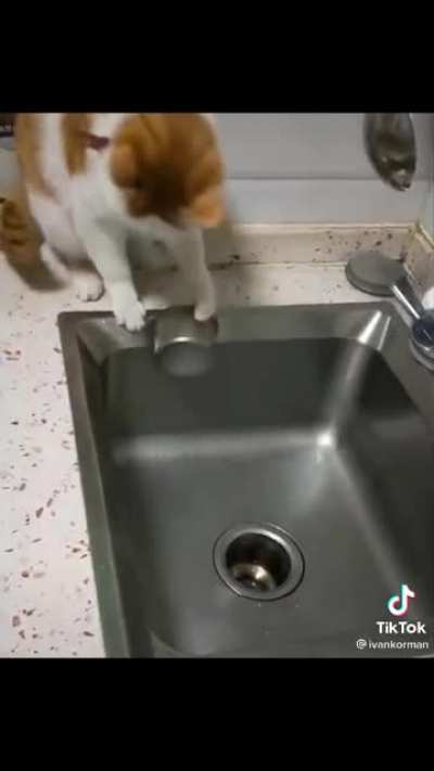 Cool cat