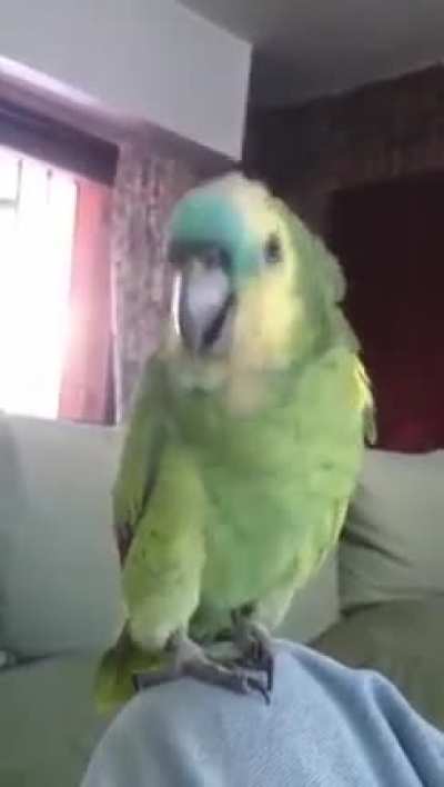 Loro Whatsapp