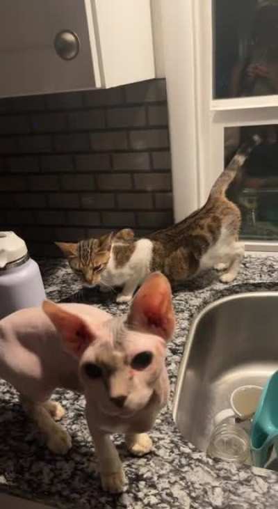 Why is my cat doing this? I'm afraid she's pregnant and my Sphinx is the baby daddy🤦🏻&zwj;♀️