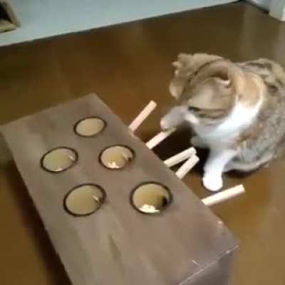 Ingenious cat toy.