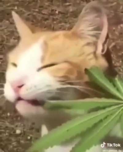 Kat
