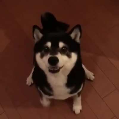 Doggo can&rsquo;t control his excitement!