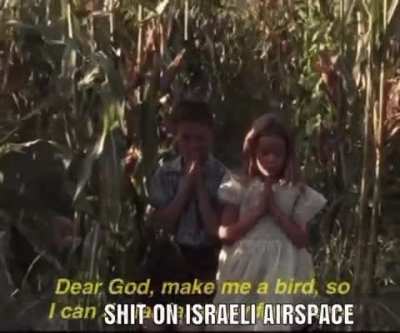 Algerians be like