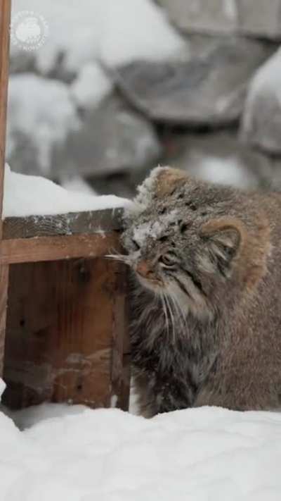 Manul Playful