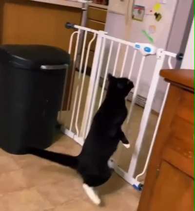 "Oh, wait - I can engage liquid mode!" - Cat