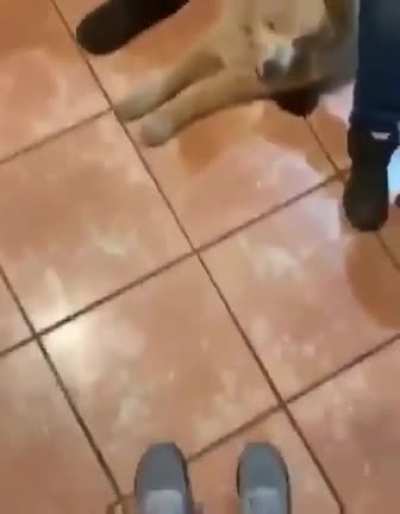 Good boy