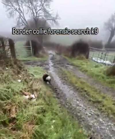 Border collie tracking