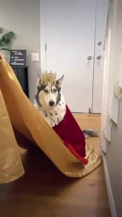 Make way for the adorable king!