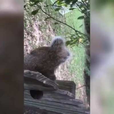 A squirrel managed to get caught on a fence by his nutsack.