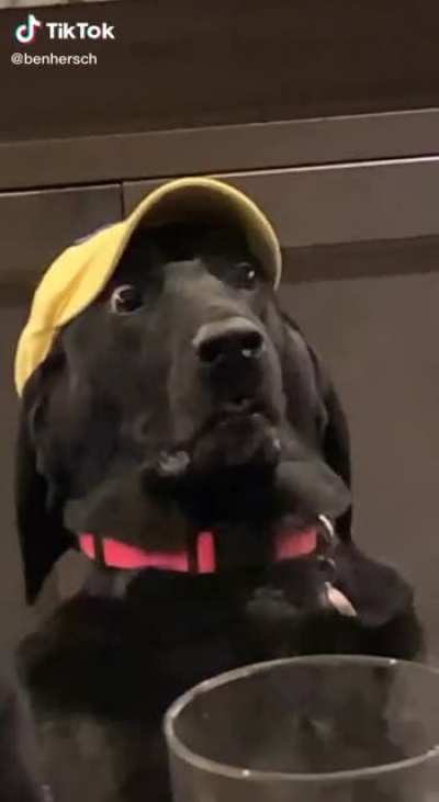 Doggy doesn't like the arguing.