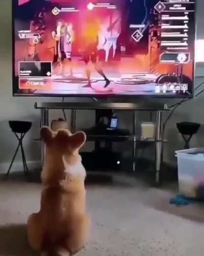 Poor doggo