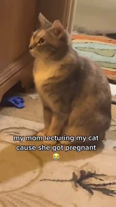 Preggo gato