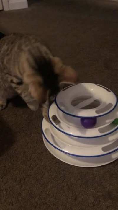My cat loves this!
