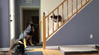 Husky and GSD argument, and the husky is losing