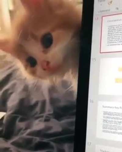 EViL SaBerTooTh tIgEr dEsTroYs LapToP