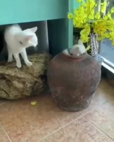 Peek a boo!