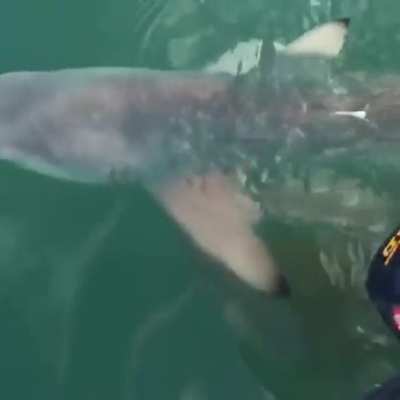 Jimmy the shark
