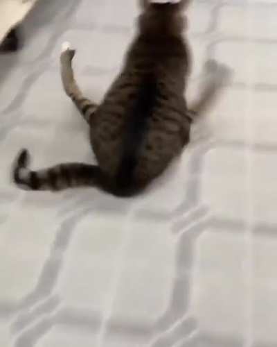 Cat forgot how to run