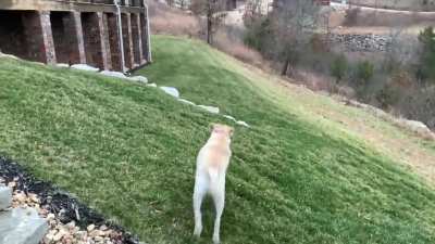 Got a tennis ball launcher, only to find out dog doesn&rsquo;t care to chase tennis balls. But he will chase sausages!