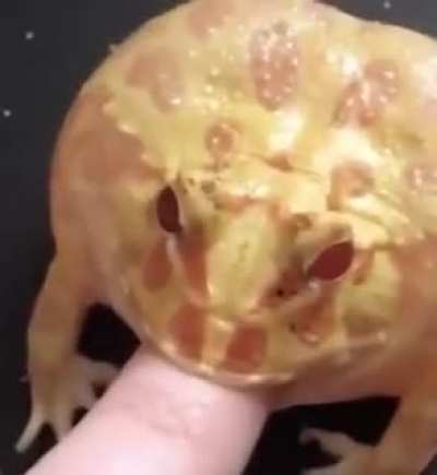 Frog: "No, I don't think I will"