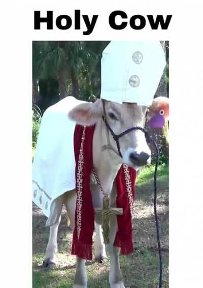Holy Cow 🐄