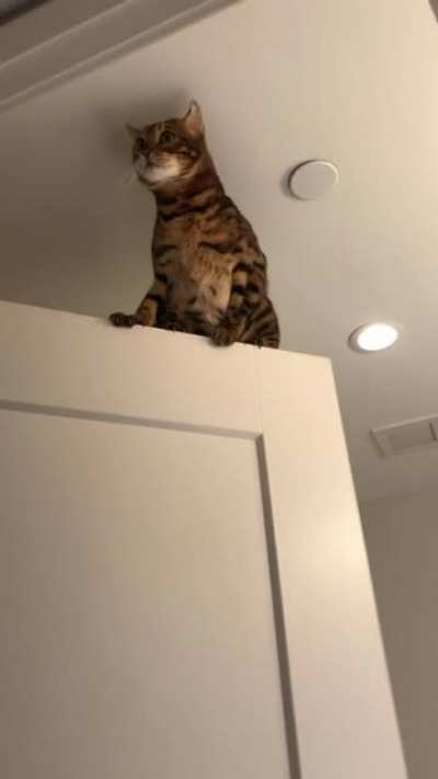 My bengal cat being normal