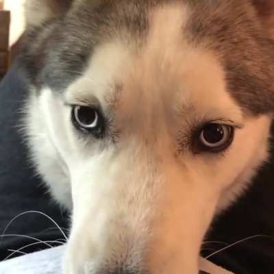 Who&rsquo;s a good boy? I AM! (Sound on)