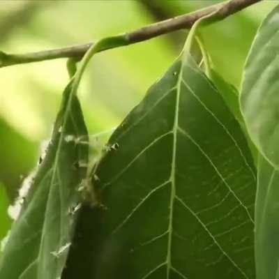 Tailorbird Nesting With Tree Leaves