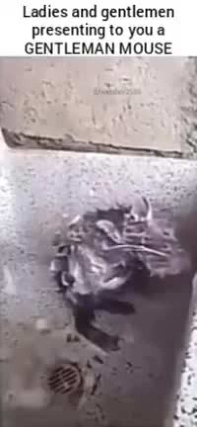 More hygienic than your regular sewer mice out there