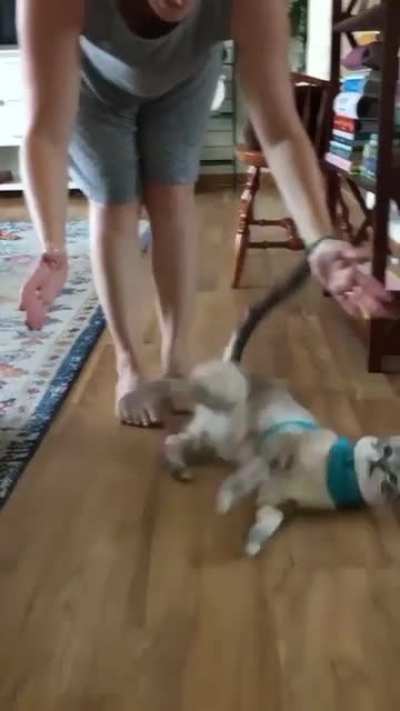 harness training
