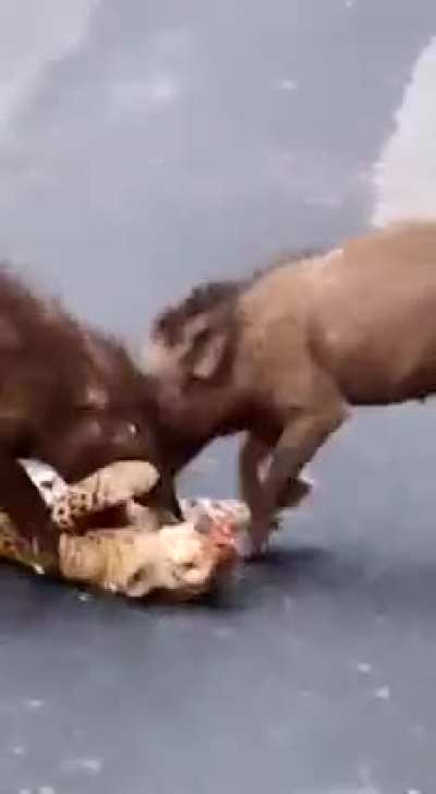 Three pigs kill a leopard