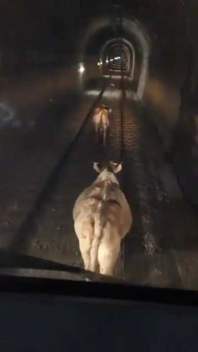Dicen que el servicio de cercan&iacute;as de Renfe es un desastre, los trenes siempre van con retraso. Mientras tanto en el t&uacute;nel de La Molina