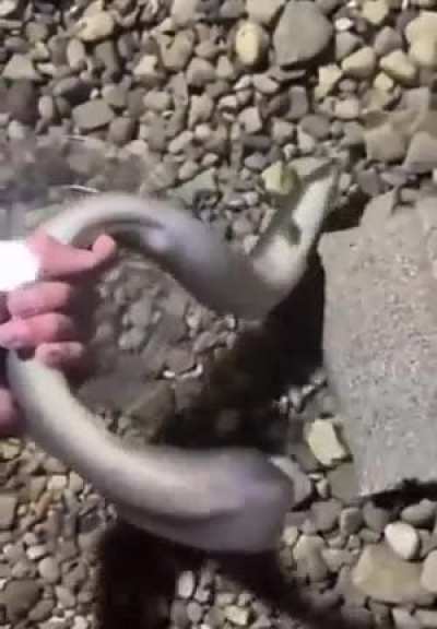 Man has underground eel pit in his home.
