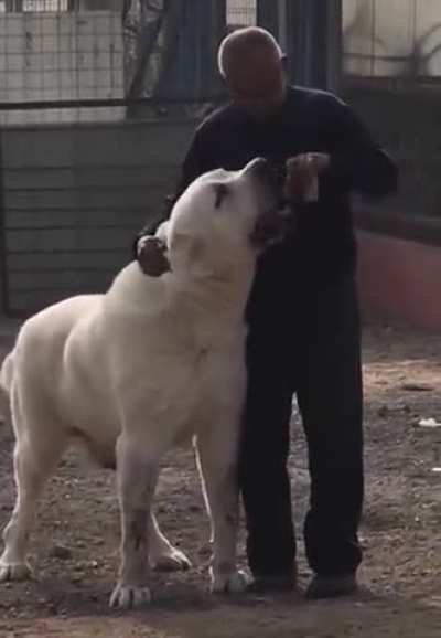 That's a huge dog!