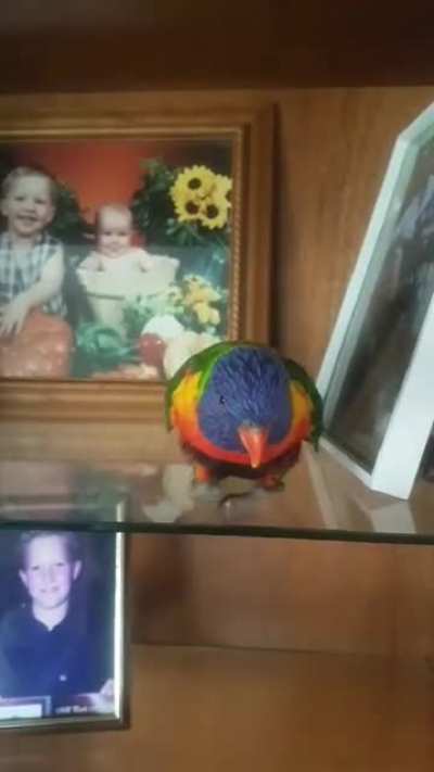 Party bird vs paparazzi