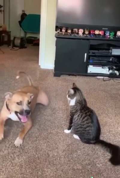 Cat: &ldquo;Give me a reason, give me a reason&rdquo;