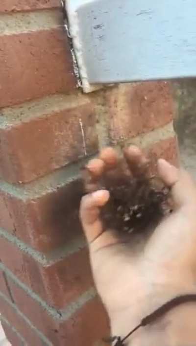 Meet the real "spider man"