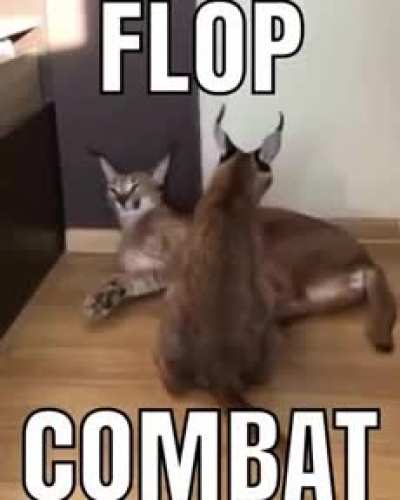 Pussy fight