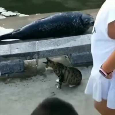 Cat show who's the boss to others animals, like always