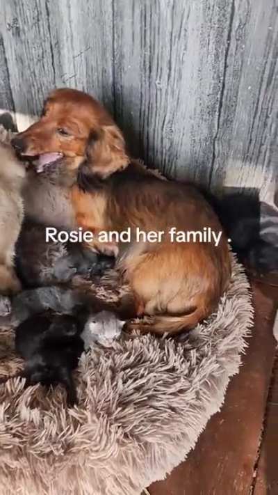 Blended family 