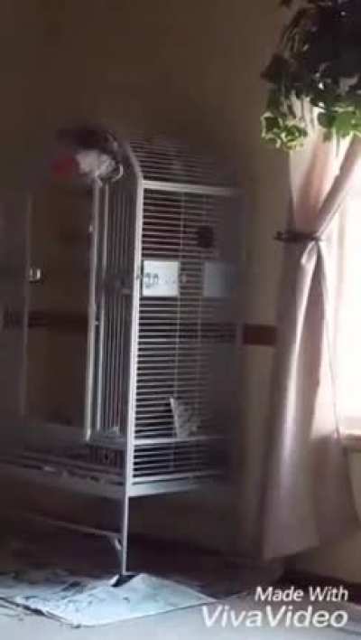 African grey parrot repeating his owner's last words. His owner was shot by his wife, and the parrot heard the whole thing. The parrot can be heard here saying "don't fucking shoot", among other things.