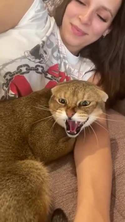 Котик