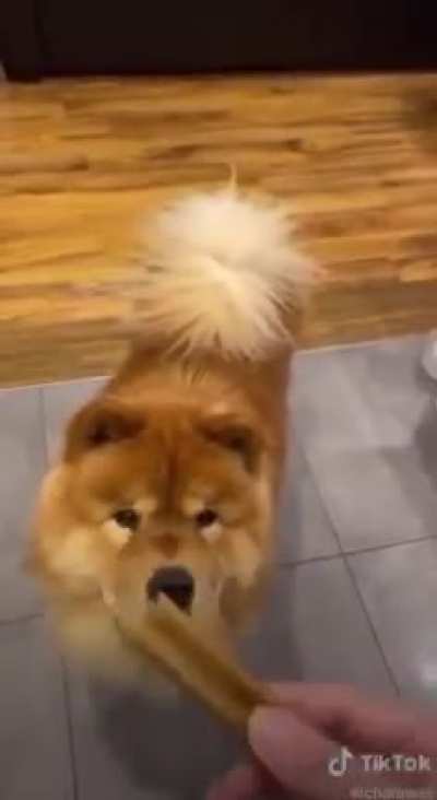 doguinho lerdo