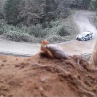 Tadeu, o caracol fan&aacute;tico por velocidade