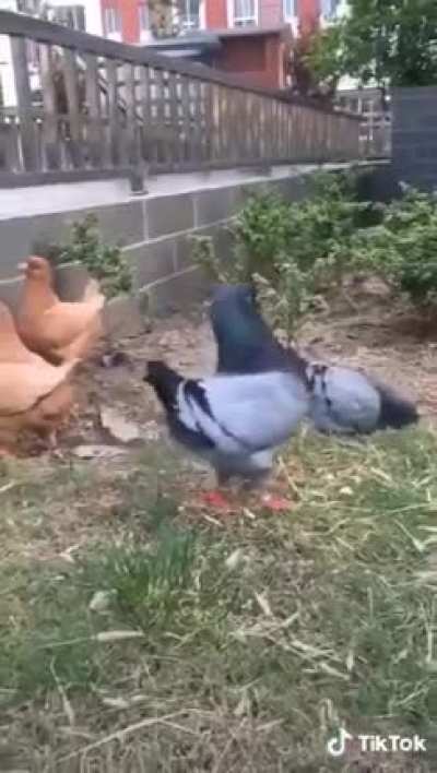 Those pigeons think they are chicken 🐓