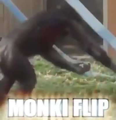 monki flip